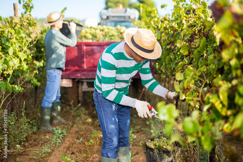 Photos Experienced Hispanic farm worker harvesting fresh ripe grapes at vineyard in autumn