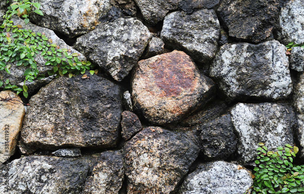 Closeup of vintage stone wall with climbing plant in rainy day. 
