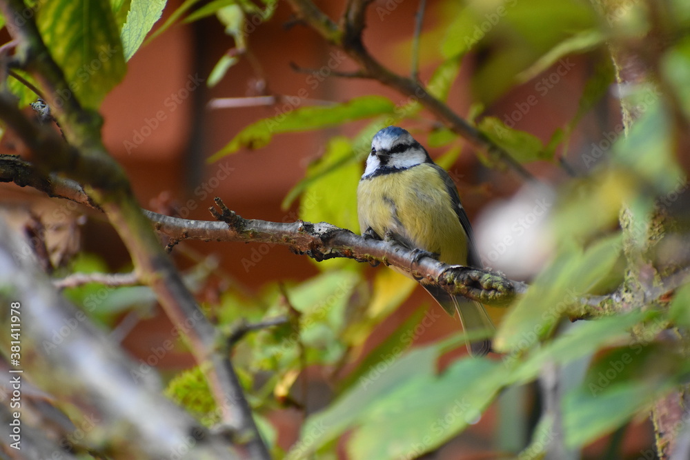 Blue tit has green back navy wings cap yellow underparts White head has a cobalt collar dark eye stripe and bib Its favourite habitat is deciduous wood but is frequently seen in city parks and gardens