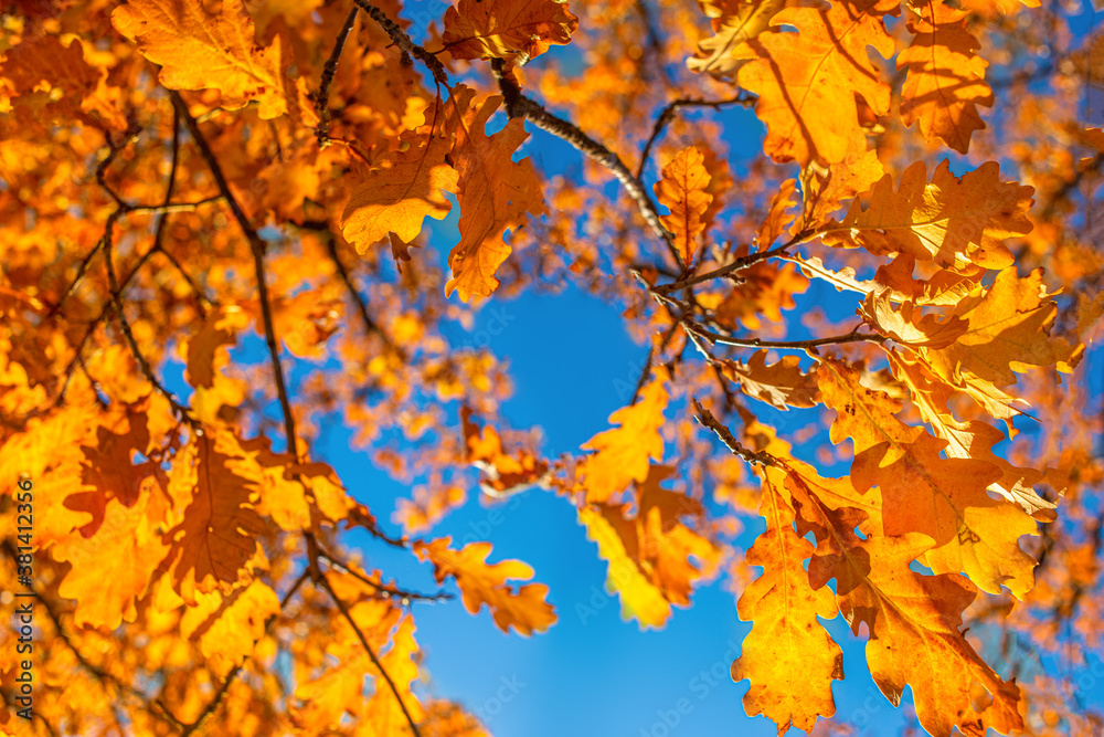 Autumn leaves with blue sky background. Autumn foliage in the park.. Autumn leaves with blue sky background. Autumn foliage in the park..