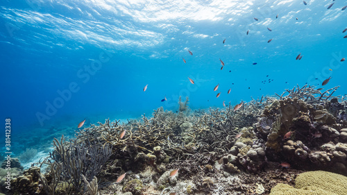 Seascape in turquoise water of coral reef in Caribbean Sea   Curacao with fish  Staghorn Coral and sponge