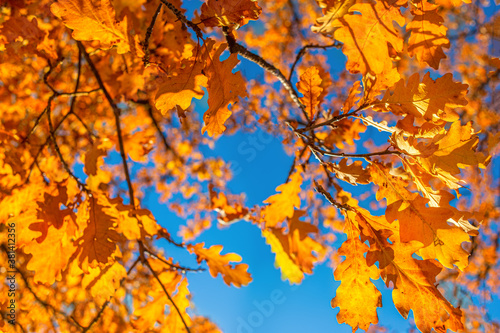 Autumn leaves with blue sky background. Autumn foliage in the park..