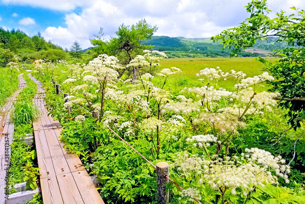 夏の湿原で元気よく咲く花、シシウド(八島湿原)
