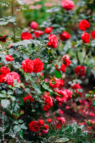Red roses in the garden. Fresh growing red roses in dark dim tones. The last roses of the season.