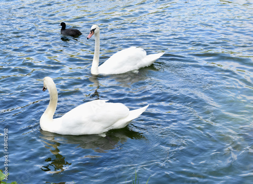 swan on the water