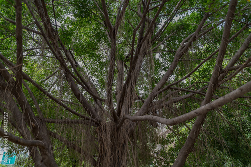 An Asian big tree in Indonesia © NOV17