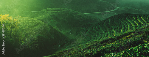 green tea plantation landscape photo