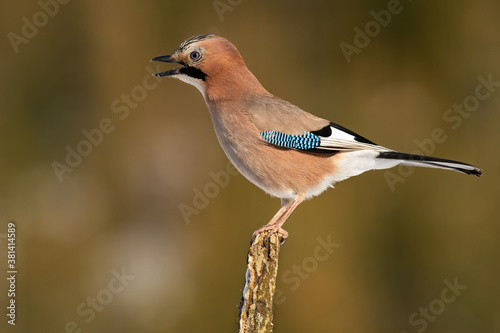 Angry eurasian jay, garrulus glandarius, singing on branch in autumn. Small feathered animal with blue stripe calling on bough. Brown bird screeching on twig.