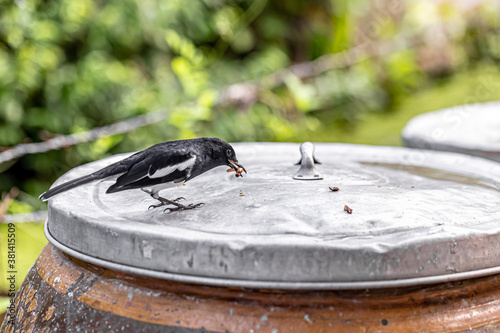 The oriental magpie-robin is a small passerine bird photo