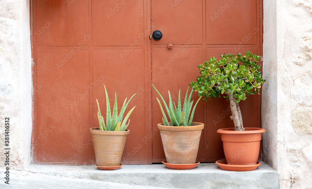 Succulent plants on a doorstep