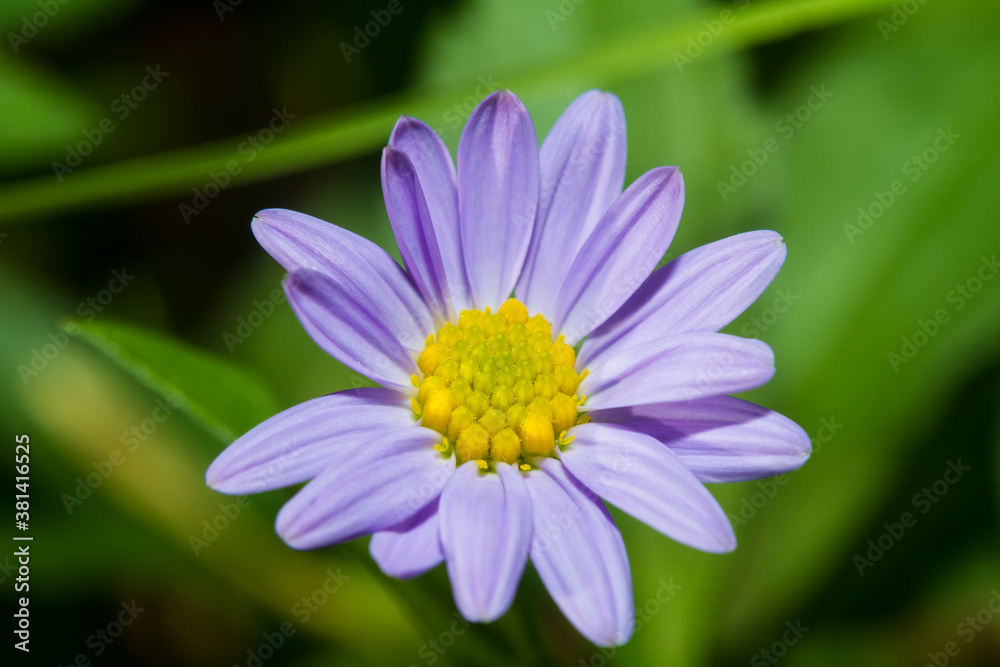 flower in the garden flower in the garden