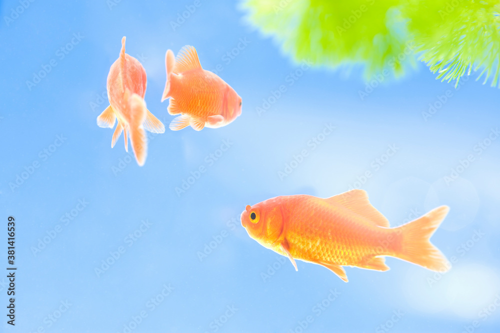 Obraz premium 金魚