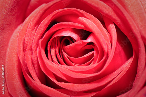 Macro shot of a beautiful red rose