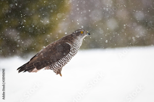Northern goshawk  accipiter gentilis  sitting on snow in wintertime nature. Wild bird of prey looking aside on white meadow with copy space.