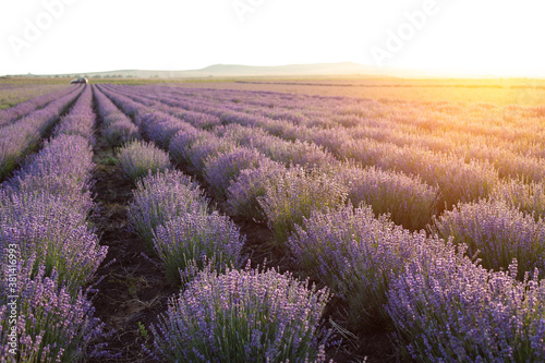 Blooming violet lavender field on sunset sky.