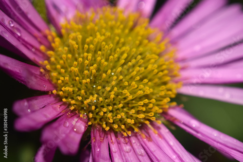 Close up of Aster flower with rain drops