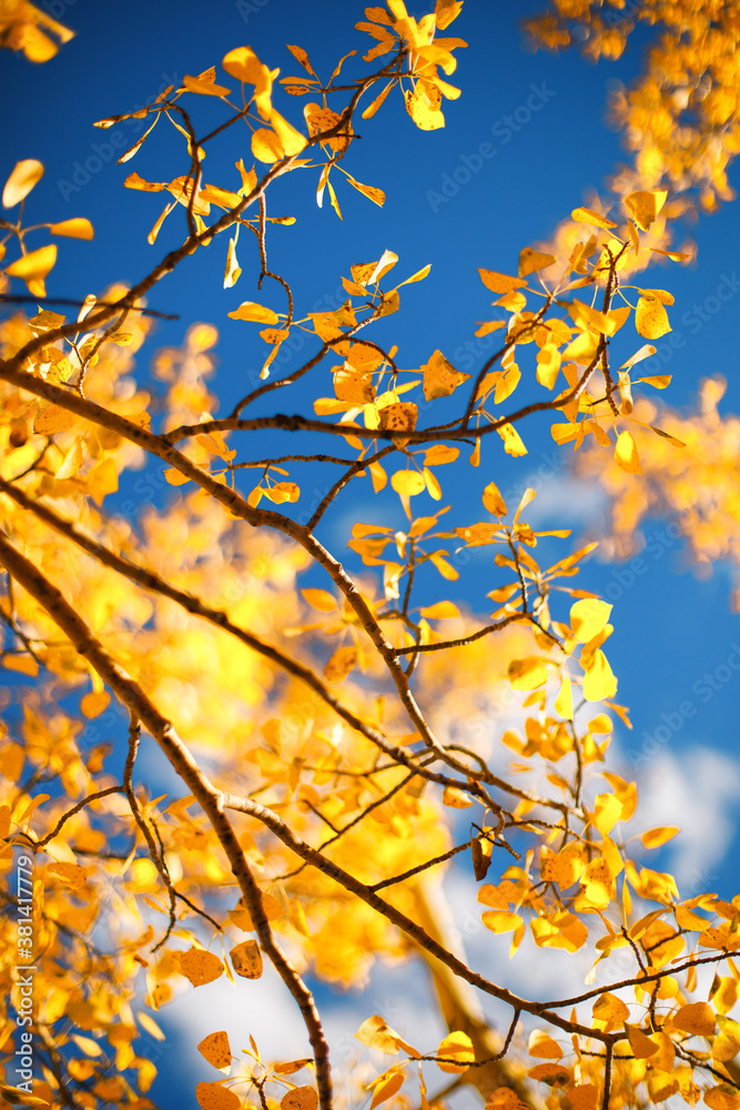 Golden leaves against the blue sky. Autumn background. Fall season.