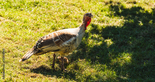 Wild Turkey on a field on summer day photo