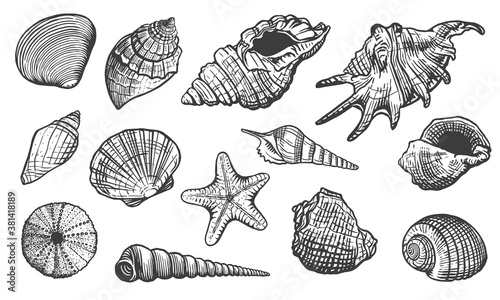 Sea shells vector set. Shell hand drawn illustration. Realistic nature ocean aquatic mollusk 