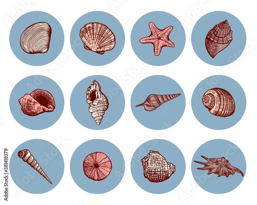 Beautiful hand drawn sea shell icon set. Vector seashell marine collection in sketch style