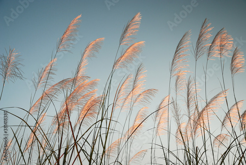 Flow of grass flowers in early morning sky background. Quiet and calm image in zen mood. Spring and summer aesthetic background. photo