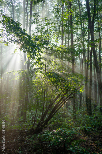 Fototapeta Naklejka Na Ścianę i Meble -  świetlisty las bukowy