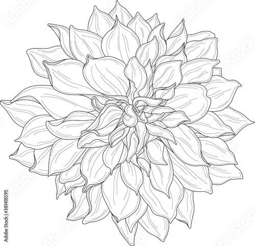 Realistic dahlia flower template. Cartoon peony vector illustration in black and white for games  background  pattern  decor. Print for fabrics and other surfaces. Coloring paper  page  story book