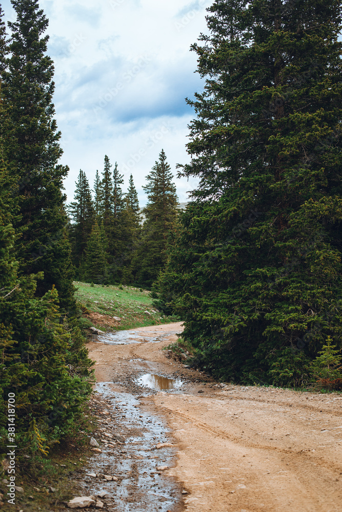Fototapeta premium Colorado trail among the pine tree forest. Hiking and off road trail near the mountains. Summer outdoor activities.