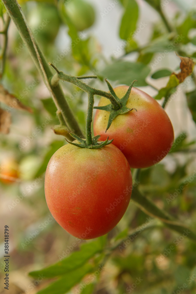 Ripe tomatoes growing on bushes in the garden. Ripe tomatoes growing on bushes in the garden.