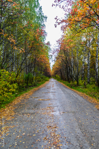 road in autumn