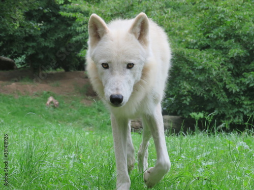 Polarwolf (Nahaufnahme)