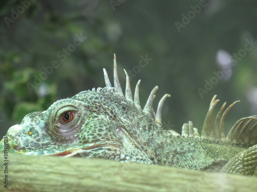Leguan