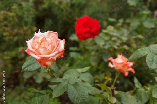 Buds of pink and red roses with blurred green natural background.
