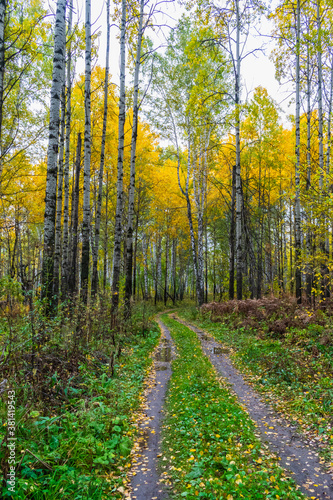 autumn forest in the forest © Vitaliy