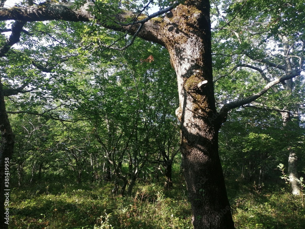 Fototapeta premium tree in the forest