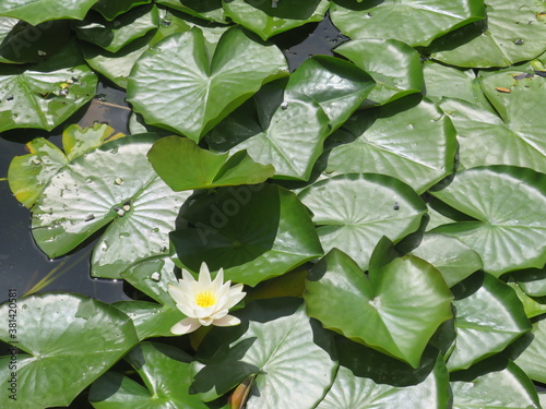 Seerose