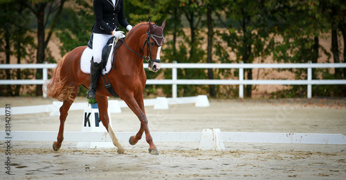 Dressage horse with rider in a test in the Upward Gallopade, photo with space for text..