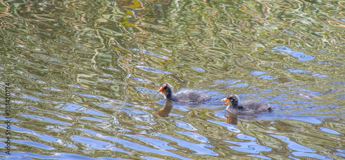 Two red-knobbed coot chicks isolated in a pond with a reflective surface image in horizontal format