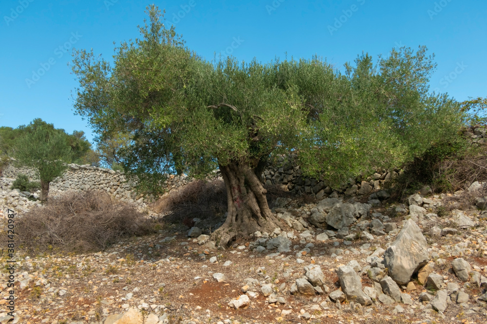 Olive Gardens of Lun with thousands years old olive trees, island of Pag. Olive Gardens of Lun with thousands years old olive trees, island of Pag.