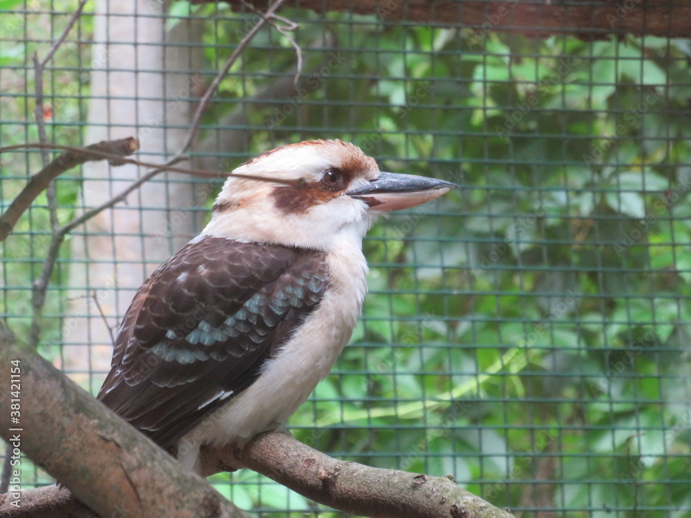 Fototapeta premium Kookabura