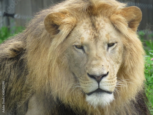 Afrikanischer Löwe (Bild 5)