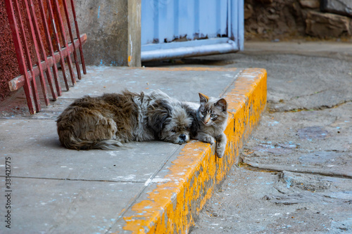 Fototapeta Naklejka Na Ścianę i Meble -  Animal friendship. super sweet cat is chilling together with a small dog