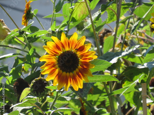 Sonnenblume