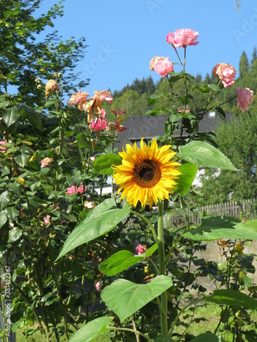 Sonnenblume und Rosen