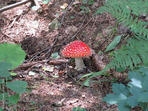 Fliegenpilz