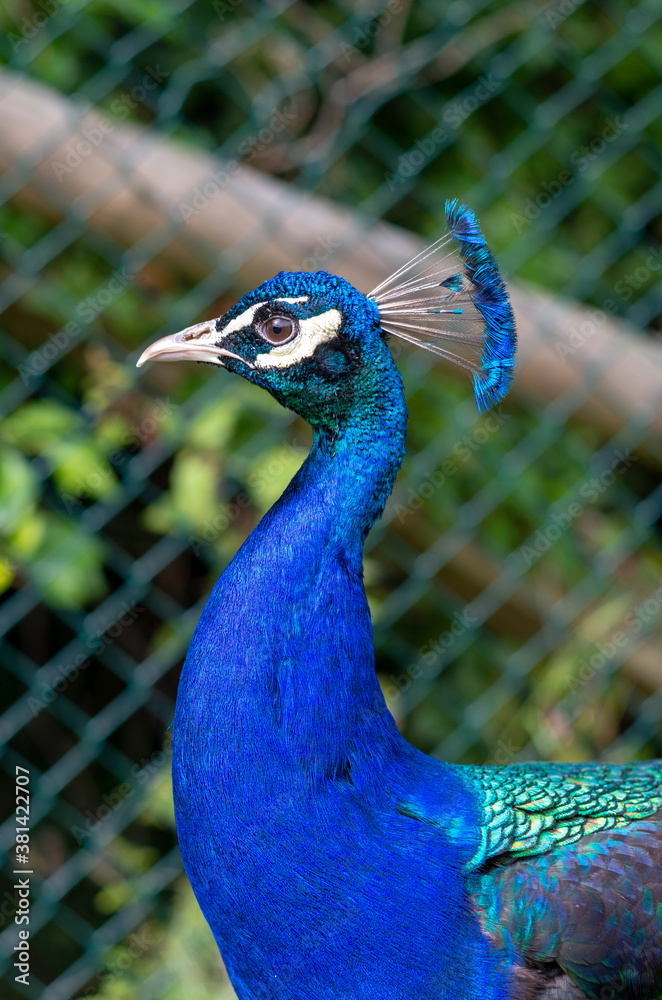 Naklejka premium Pfau