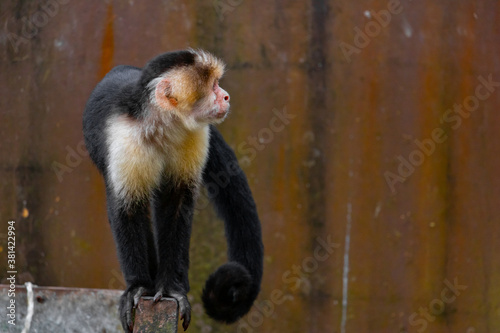 Photography cute little capuchin monkey is climbing around