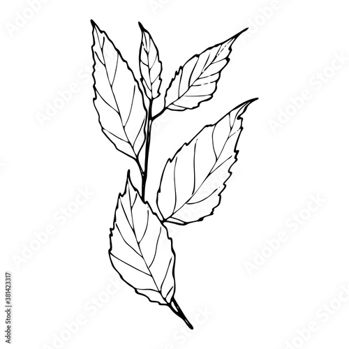 Vector contour birch branch with leaves. Hand-drawn outline sketch illustration on white background isolated. Vintage decorative elements for floral botanical design. Line plant silhouette