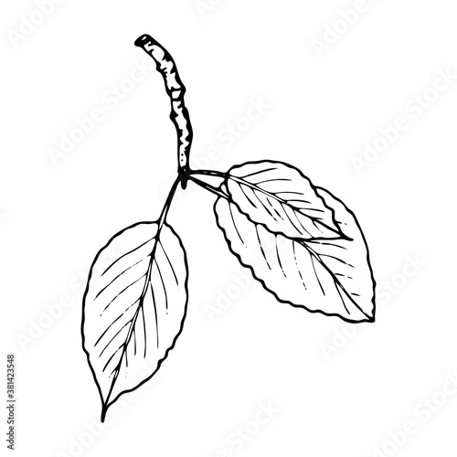 Vector contour branch. Hand-drawn outline sketch illustration on white background isolated. Ornamental cherries leaf. Vintage decorative elements for floral botanical design. Line plant silhouette