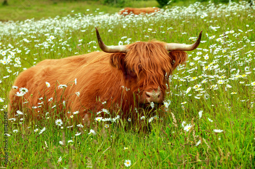 Schottisches Hochlandrind, Highland Cattle in der Holsteinischen Schweiz... photo